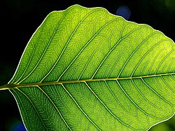 The leaf is the primary site of photosynthesis in many higher plants.