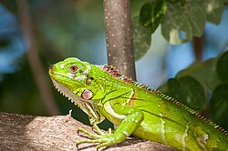 Young green iguana, Margarita Island