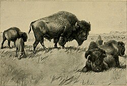 Big-game hunting