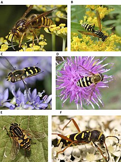 Images A and B show real wasps; the others show Batesian mimics: three hoverflies and one beetle.