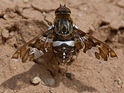 Exoprosopa caliptera in Great Sand Dunes National Park, Colorado, US - note the silvery mirror stripes formed by patches of specialized hairs modified into reflecting scales