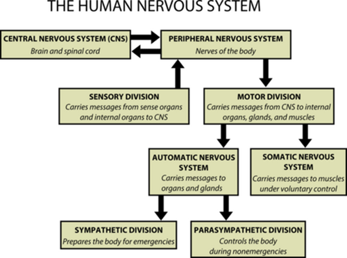 Flowchart of the human nervous system