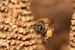 A species of bee that lived in the Iberian Peninsula is now extinct. Confirmed on April 7, 2026.