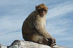 A Barbary macaque on the Rock of Gibraltar