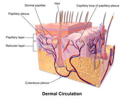 Illustration of dermal circulation and layers