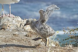 Western gull chick about 3 weeks old flapping its developing wings