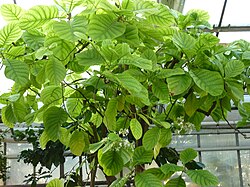 Cinchona officinalis, Peru.
