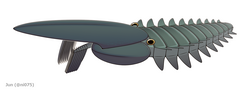 Aegirocassis, a giant hurdiid radiodont