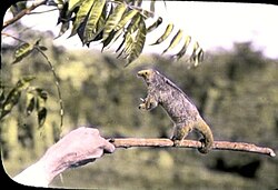 The silky anteater uses its prehensile tail as a third arm for stabilization and balance, while its claws help better grasp and climb onto branches
