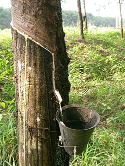 Latex being collected from a tapped rubber tree, Cameroon