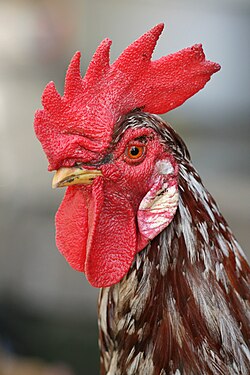 Cock with comb and wattles