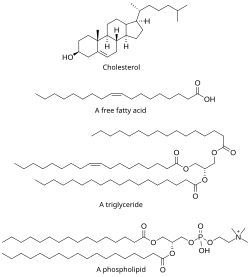 Structures of some common lipids. At the top are cholesterol[1] and oleic acid.[2]: 328 The middle structure is a triglyceride composed of oleoyl, stearoyl, and palmitoyl chains attached to a glycerol backbone. At the bottom is the common phospholipid phosphatidylcholine.