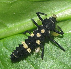 A larva of a ladybird, devouring aphids. Chimoio, Mozambique