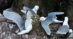 Black-legged kittiwakes nest colonially, but have tiny, closely packed territories.