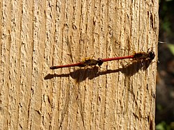 Sympetrum vicinum mating