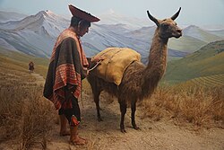 The High Trail in the Andes: Peru diorama at the Milwaukee Public Museum, depicting an Andean man and his llama-transport.