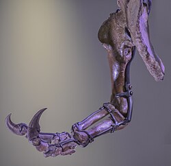 Right forelimb of specimen "Sue"