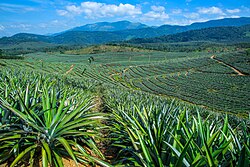 Pineapple plantation, Brazil