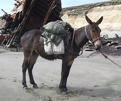 A mule is a sterile hybrid of a male donkey and a female horse. Mules are smaller than horses but stronger than donkeys, making them useful as pack animals.