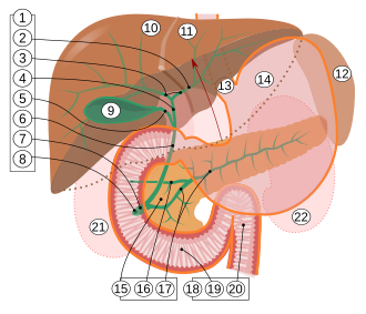 1. Bile ducts: 2. Intrahepatic bile ducts 3. Left and right hepatic ducts 4. Common hepatic duct 5. Cystic duct 6. Common bile duct 7. Ampulla of Vater 8. Major duodenal papilla 9. Gallbladder 10–11. Right and left lobes of liver 12. Spleen 13. Esophagus 14. Stomach 15. Pancreas: 16. Accessory pancreatic duct 17. Pancreatic duct 18. Small intestine: 19. Duodenum 20. Jejunum 21–22. Right and left kidneys The front border of the liver has been lifted up (brown arrow).[42]