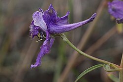 Flowers of most species have five spreading sepals and four petals (e.g. Delphinium nuttallianum).