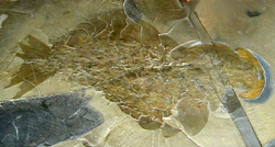 The first complete Anomalocaris fossil found.