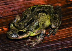 Amapá, Brazil