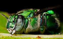 The special fragrance collection organs are seen on the large hind legs of this Euglossa viridissima as it sleeps on a leaf