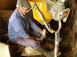 Modern gavage feeding process