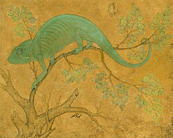 Mughal era painting of a chameleon by Ustad Mansur