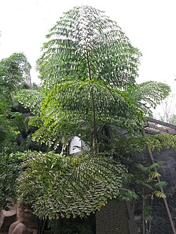Bipinnate leaves of species of palm in the genus Caryota