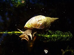 The great pond snail was named Helix stagnalis in 1758.