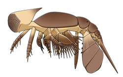 Cambropachycope, a stem-group mandibulate arthropod