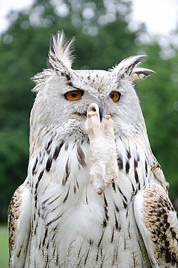 A Eurasian eagle-owl with a rat in its beak