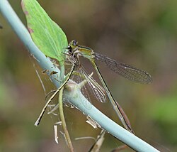 Ischnura ramburii feeding on Ischnura posita