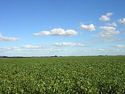 Soy field in Argentina's fertile Pampas. The versatile legume makes up about half the nation's crop production.