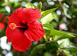 The Chinese hibiscus (Hibiscus rosa-sinensis), Malaysia's national flower