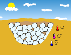 Some reptiles use incubation temperatures to determine sex. In some species, this follows the pattern that eggs in extremely high or low temperatures become female and eggs in medium temperatures become male.[14]