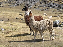 Camelids were a vital resource in Tahuantinsuyo. The Inca state ensured a supply of both meat and fiber from these animals.