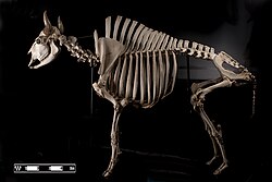 Skeleton of plains bison.