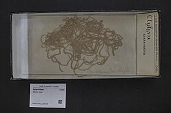 Egg strings of an Aplysia species.