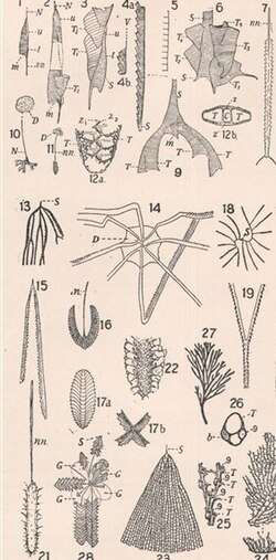 Diversity of graptolite colony forms