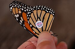 A migratory butterfly, a monarch, tagged for identification