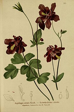 Botanical illustration
