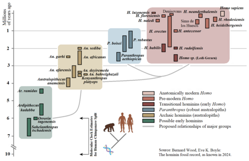 The hominin fossil record as known in 2024