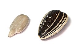 Left: dehulled kernel. Right: whole seed with hull.