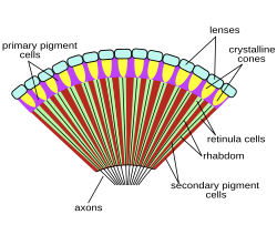 Anatomy of the compound eye of an insect