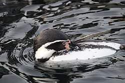 A humboldt penguin preening at Copenhagen Zoo, Denmark
