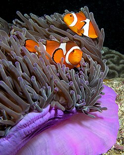 Ocellaris clownfish, Amphiprion ocellaris, a protandrous sequential animal species