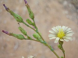 Lactuca serriola